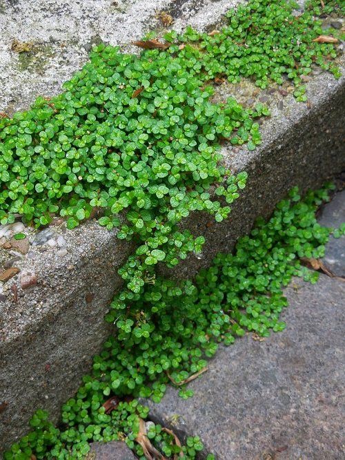 Ground Cover Plants A Good Option for Low-Maintenance Landscaping