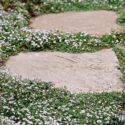 Ground Cover Plants