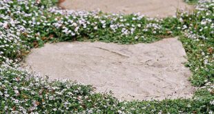 Ground Cover Plants