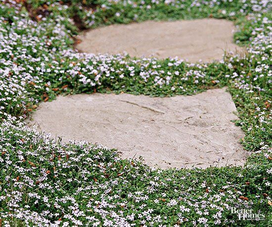 Ground Cover Plants