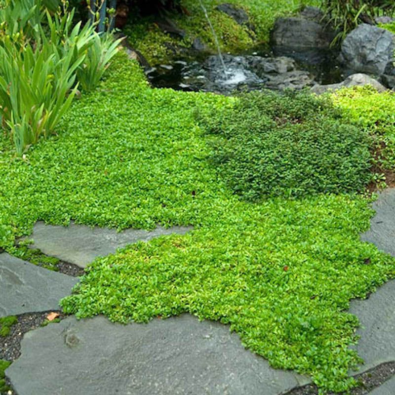 Ground Cover Plants