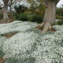 Ground Cover Plants