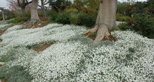 Ground Cover Plants