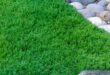 Ground Cover Plants