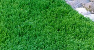 Ground Cover Plants