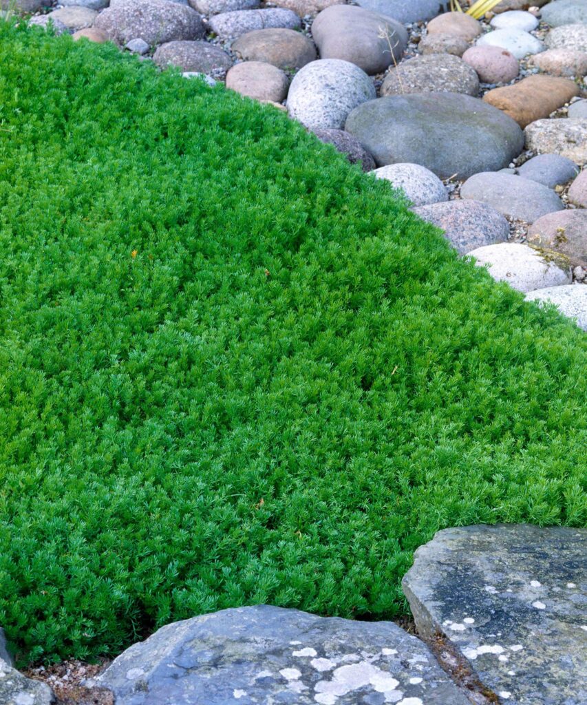 Ground Cover Plants