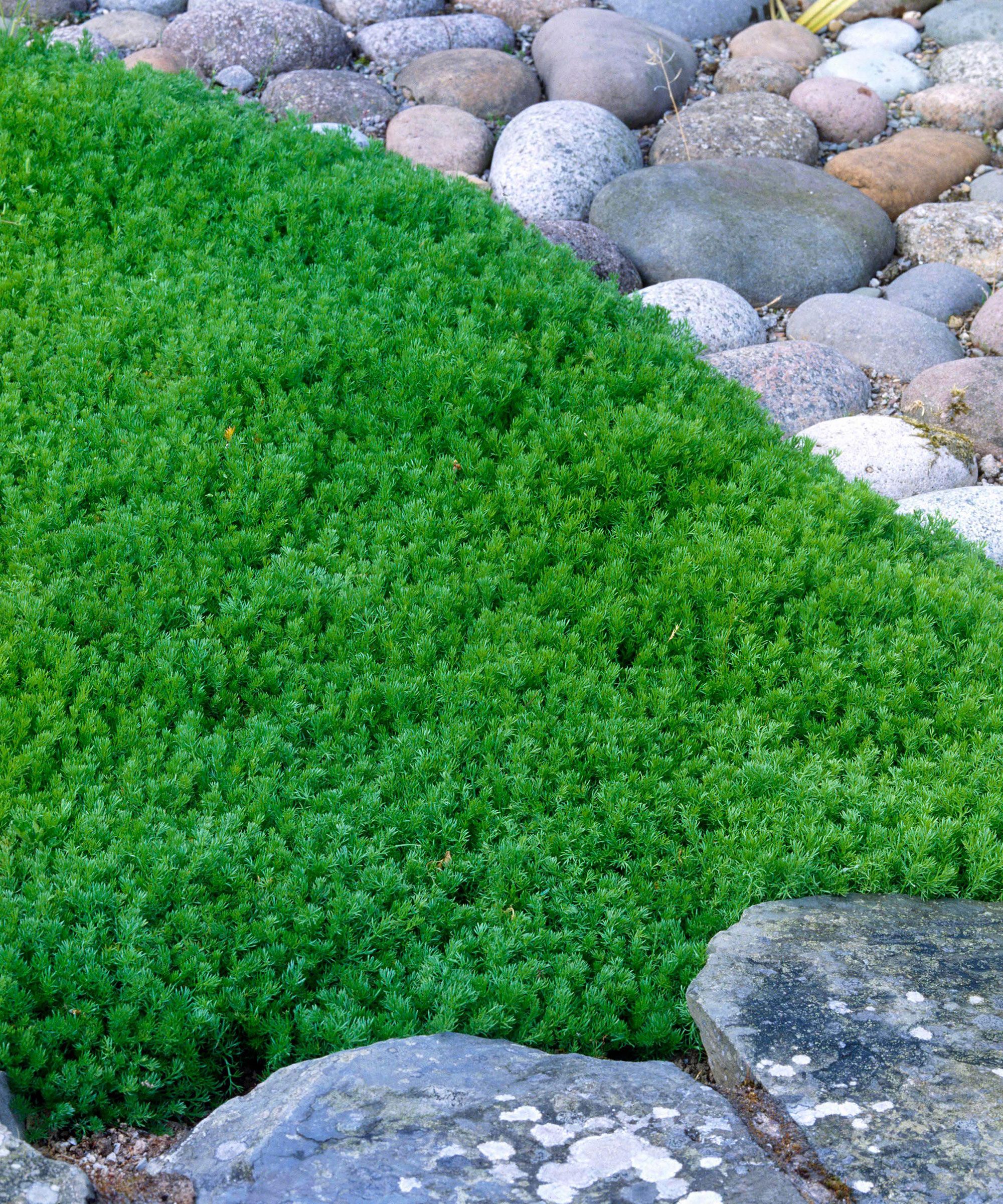 Ground Cover Plants Best Options for Planting on the Ground