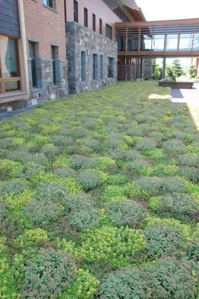 Ground Cover Plants For Sun