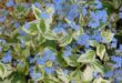 Ground Cover Plants For Sun