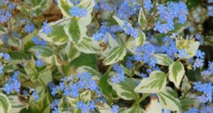 Ground Cover Plants For Sun