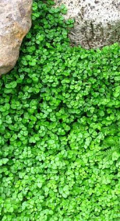 Ground Cover Plants For Sun