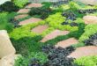 Ground Cover Plants