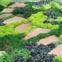 Ground Cover Plants