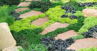 Ground Cover Plants