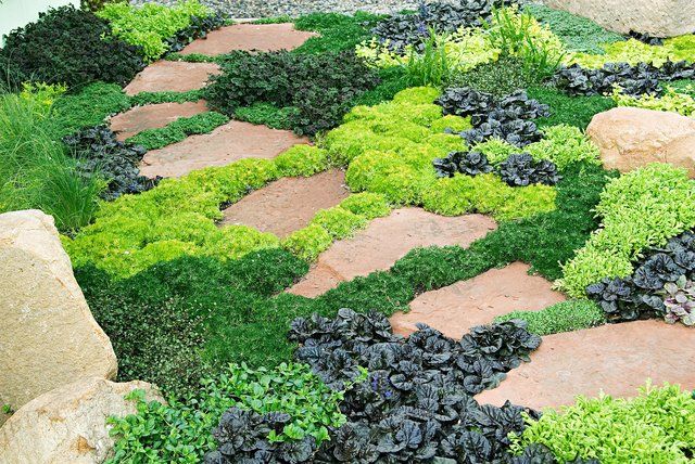 Ground Cover Plants The Best Plant Options for Covering Large Areas in Your Garden