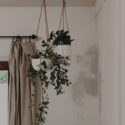 Hanging Plants Indoor