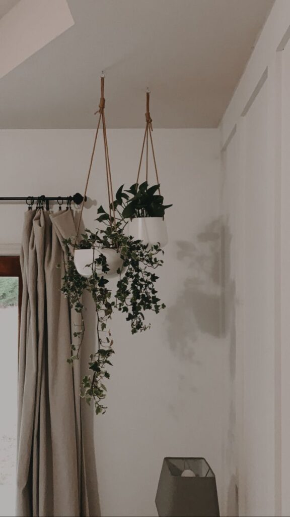 Hanging Plants Indoor