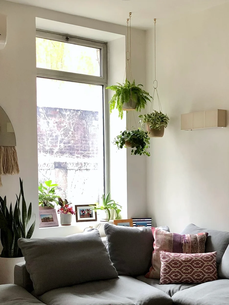 Hanging Plants Indoor