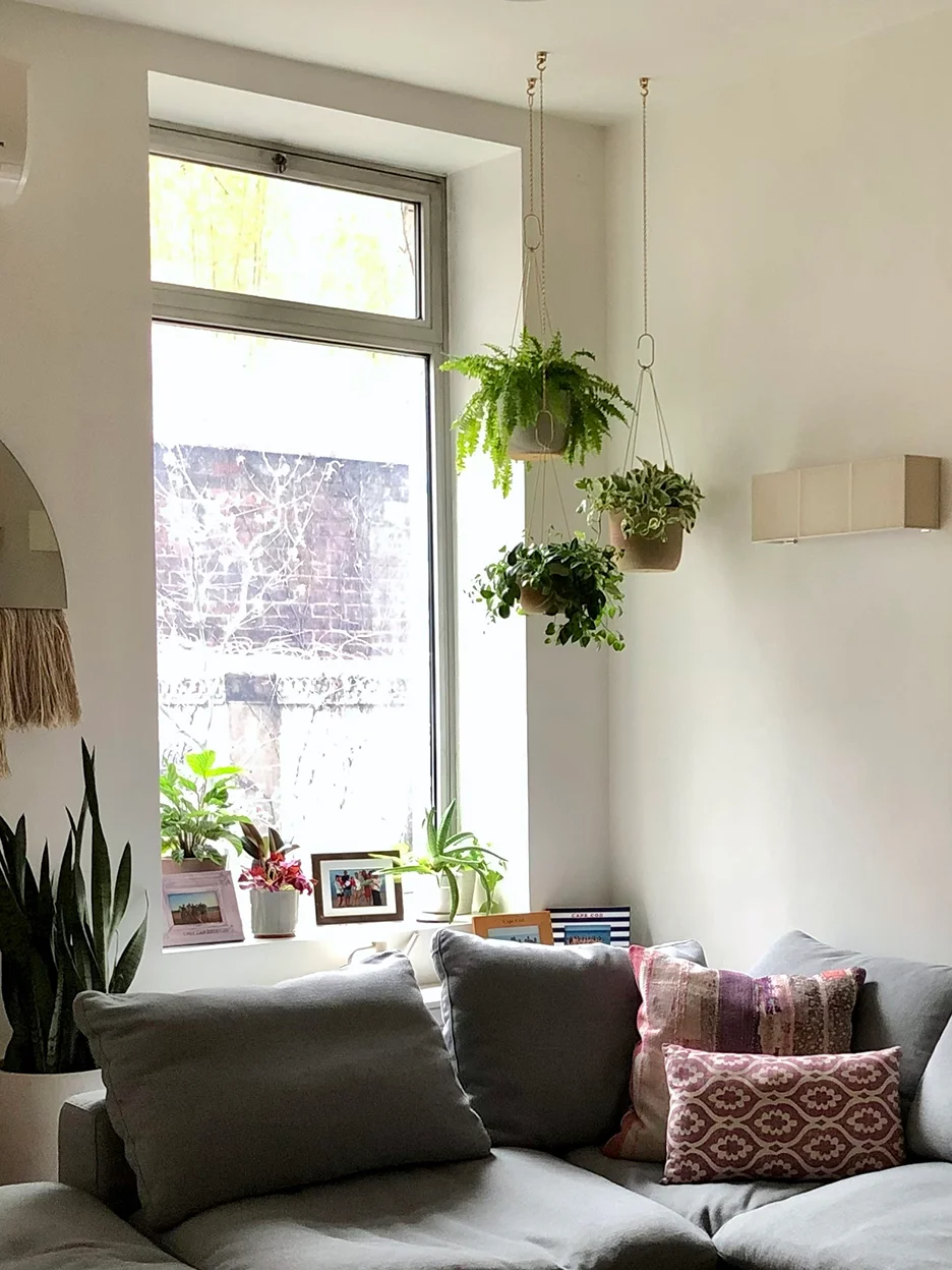 Hanging Plants Indoor Add Charm and Greenery to Any Room