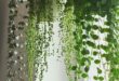 Hanging Plants Indoor