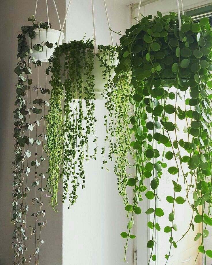 Hanging Plants Indoor Best Ways to Display Your Houseplants in Suspended Position