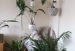 Hanging Plants Indoor