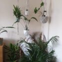 Hanging Plants Indoor