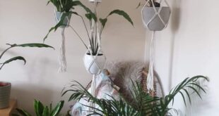 Hanging Plants Indoor