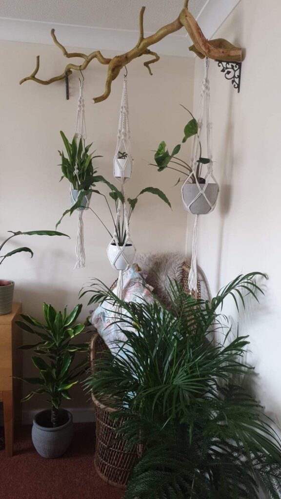 Hanging Plants Indoor