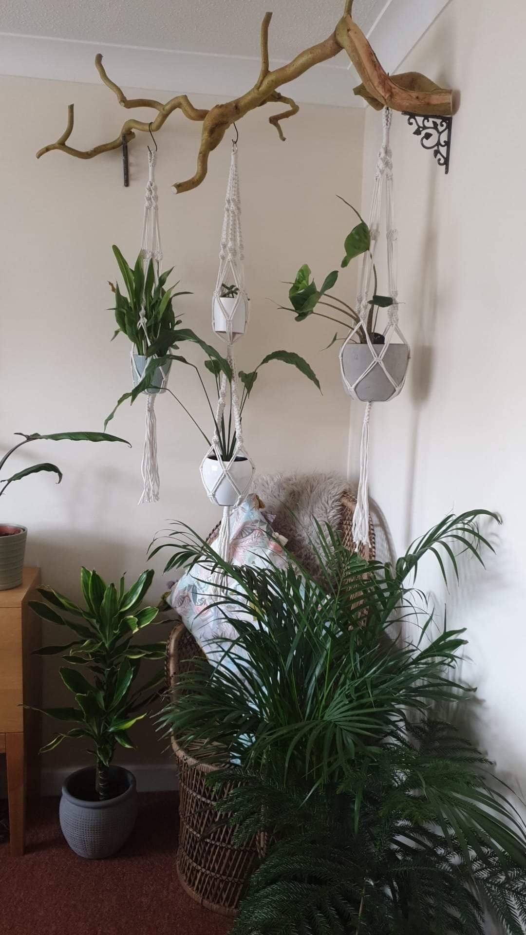 Hanging Plants Indoor Bring the Beauty of Nature Inside with These Hanging Plant Ideas