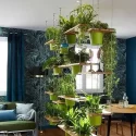 Hanging Plants Indoor