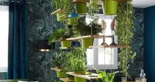 Hanging Plants Indoor