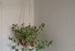 Hanging Plants Indoor