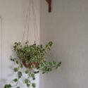 Hanging Plants Indoor