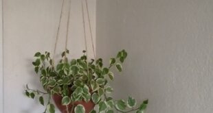 Hanging Plants Indoor