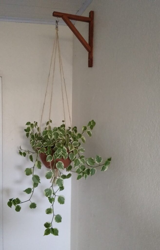 Hanging Plants Indoor