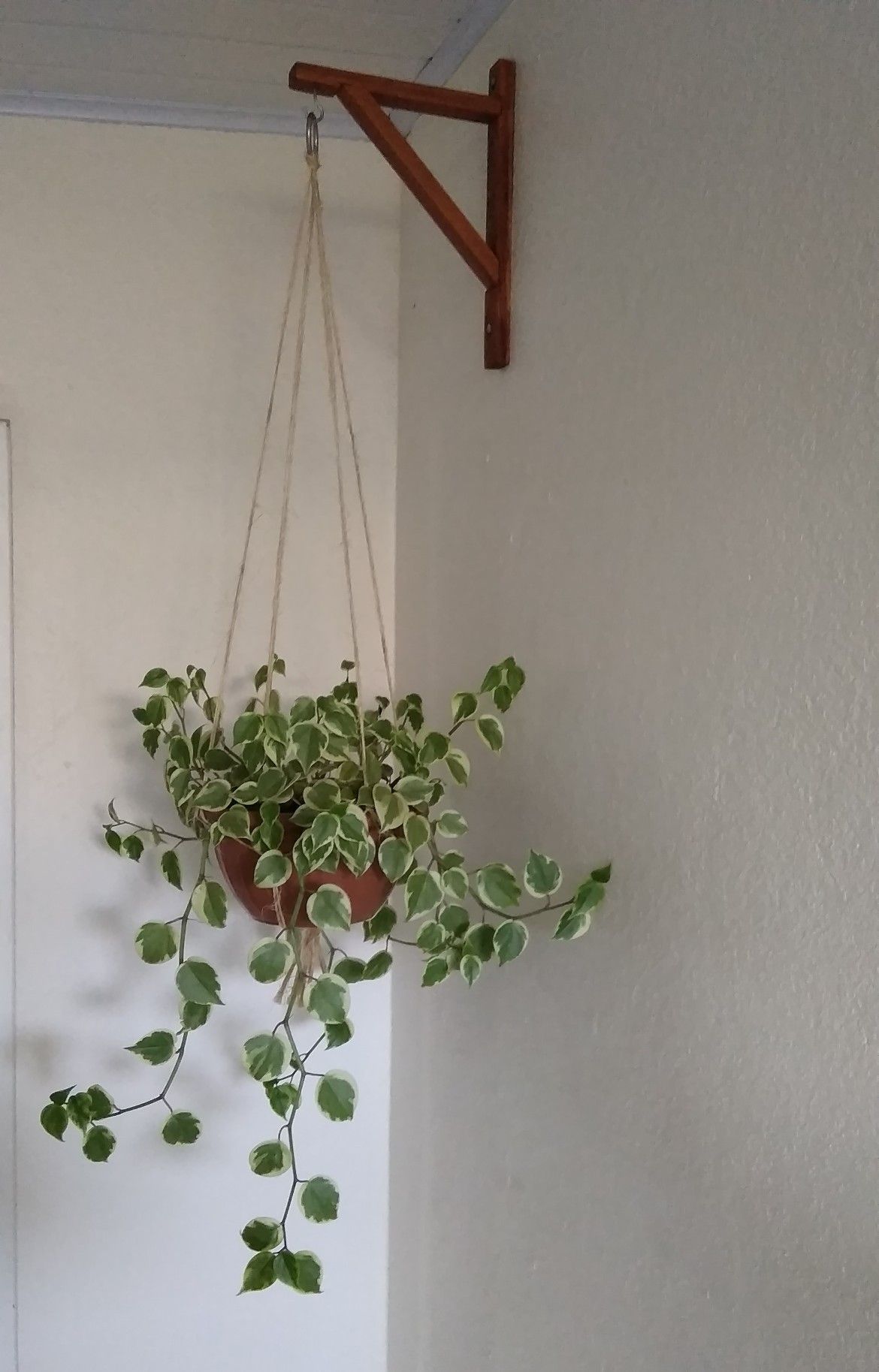 Hanging Plants Indoor Creative ways to elevate your home decor with trailing plants