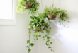 Hanging Plants Indoor