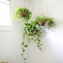 Hanging Plants Indoor