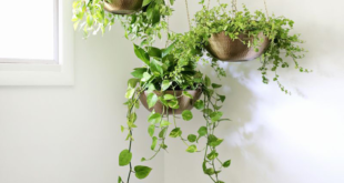 Hanging Plants Indoor