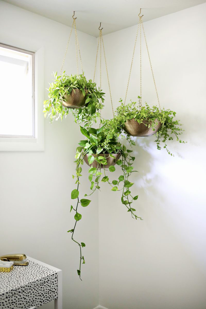 Hanging Plants Indoor How to Create a Lush Green Oasis in Your Home with Hanging Plants