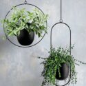 Hanging Plants Indoor