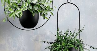 Hanging Plants Indoor