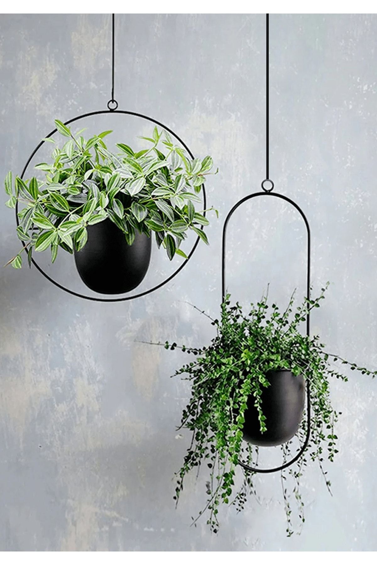 Hanging Plants Indoor How to Create a Stunning Green Oasis in your Home with Hanging Plants