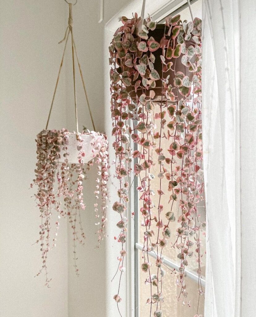 Hanging Plants Indoor