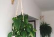 Hanging Plants Indoor