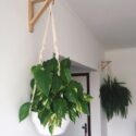 Hanging Plants Indoor