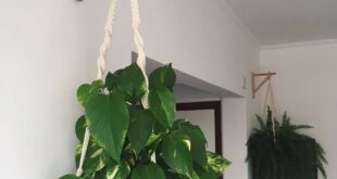 Hanging Plants Indoor