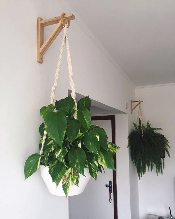 Hanging Plants Indoor How to Incorporate Beautiful Greenery into Your Indoor Space with Hanging Plant Options