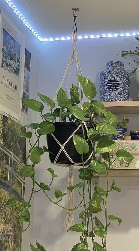 Hanging Plants Indoor